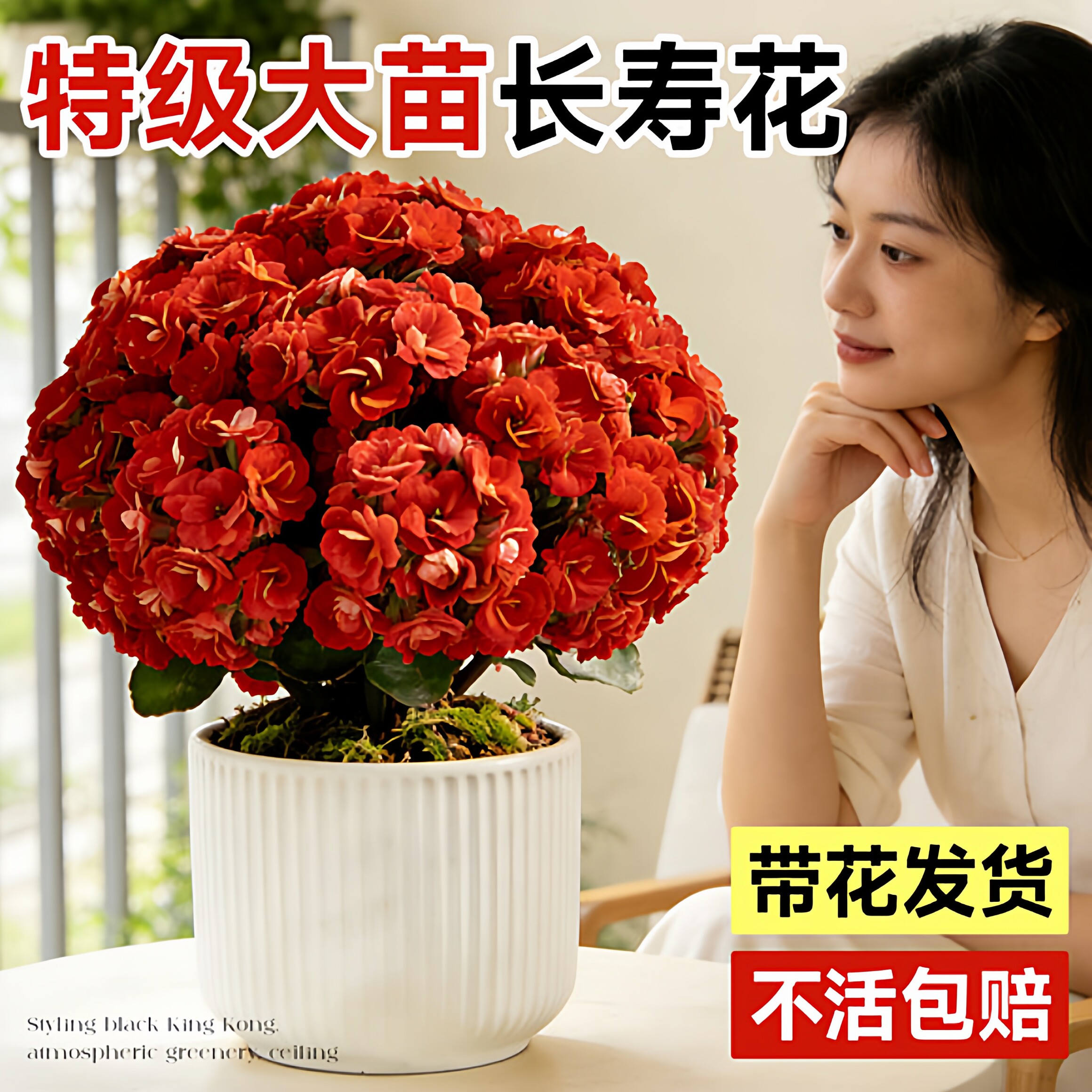 长寿花重瓣大花花苗盆栽四季鲜花开花卉带花苞室内阳台好养绿植物