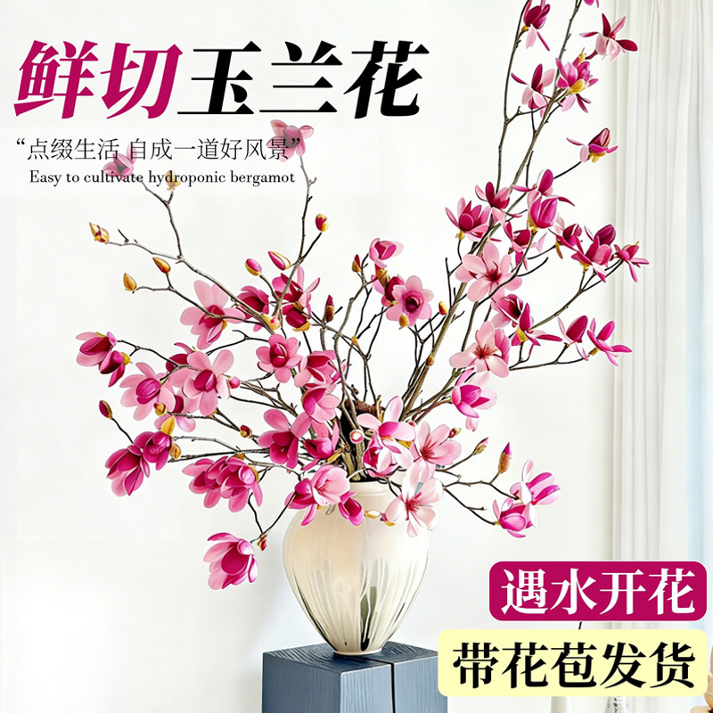 鲜切玉兰花水培带花苞室内客厅观赏花卉腊梅花干枝耐寒耐冻好养