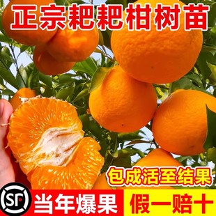 正宗四川春见耙耙柑树苗南北方室外庭院带土种植嫁接丑橘果树果苗