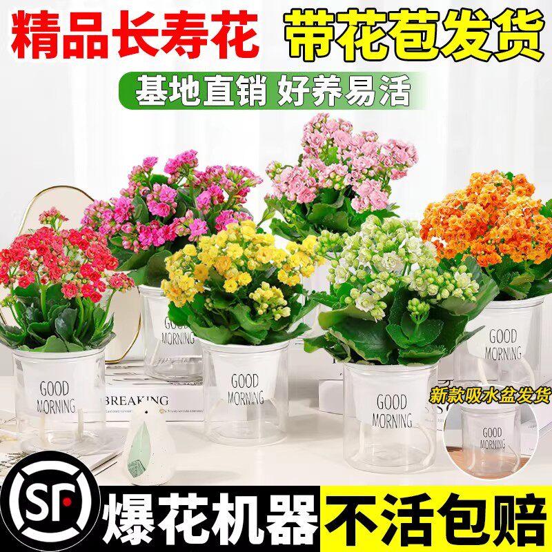 长寿花盆栽带花苞重瓣大苗四季爆花好养花卉室内阳台新品大花绿植