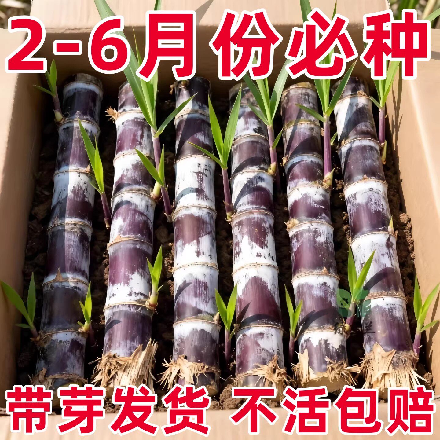 甘蔗苗种广西高产黄皮甘蔗苗种植种甜脆黑皮甘蔗水果苗南北方可种