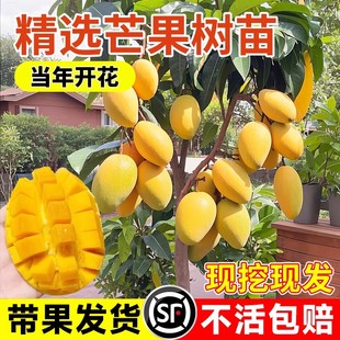 芒果树果苗树苗金煌芒四季芒特嫁接盆栽地栽当年结果南北种植耐寒