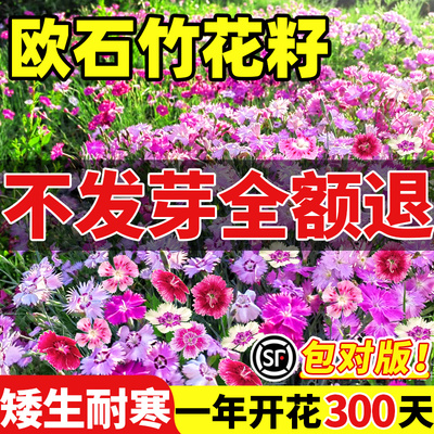 五彩石竹花种籽子欧四季播