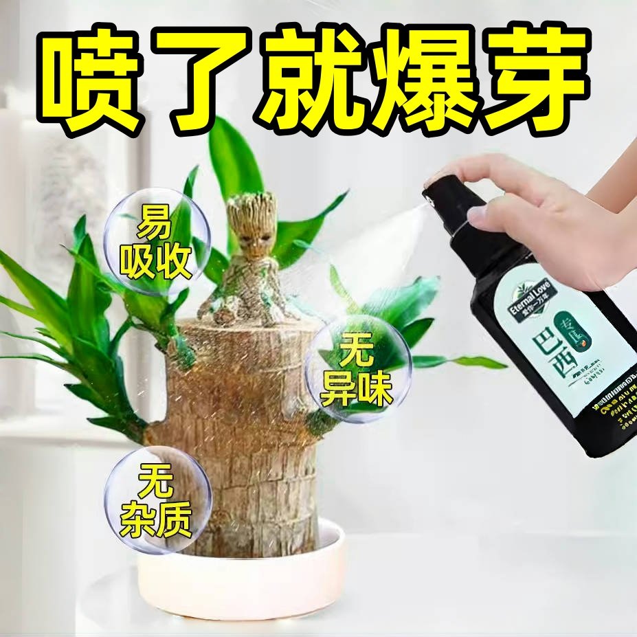 巴西木营养液专用肥料幸运木水培促爆芽防黄叶发霉生根液体肥植物