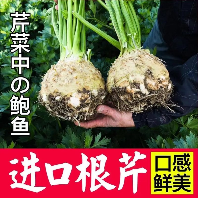 山东寿光正宗根芹秧苗带土球四季耐寒易种植盆栽脆嫩根芹蔬菜苗,鲜花速递/花卉仿真/绿植园艺,家庭园艺种子,淘宝优惠券,粉丝福利购,淘宝优惠卷