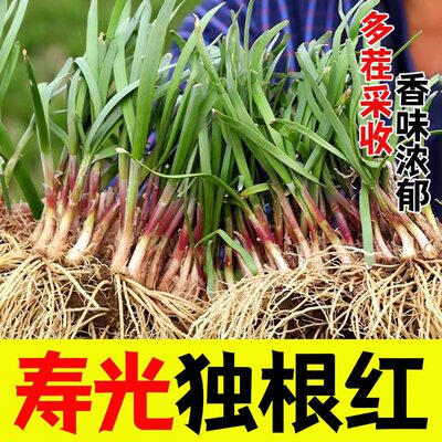 寿光独根红非菜宽叶细韭新