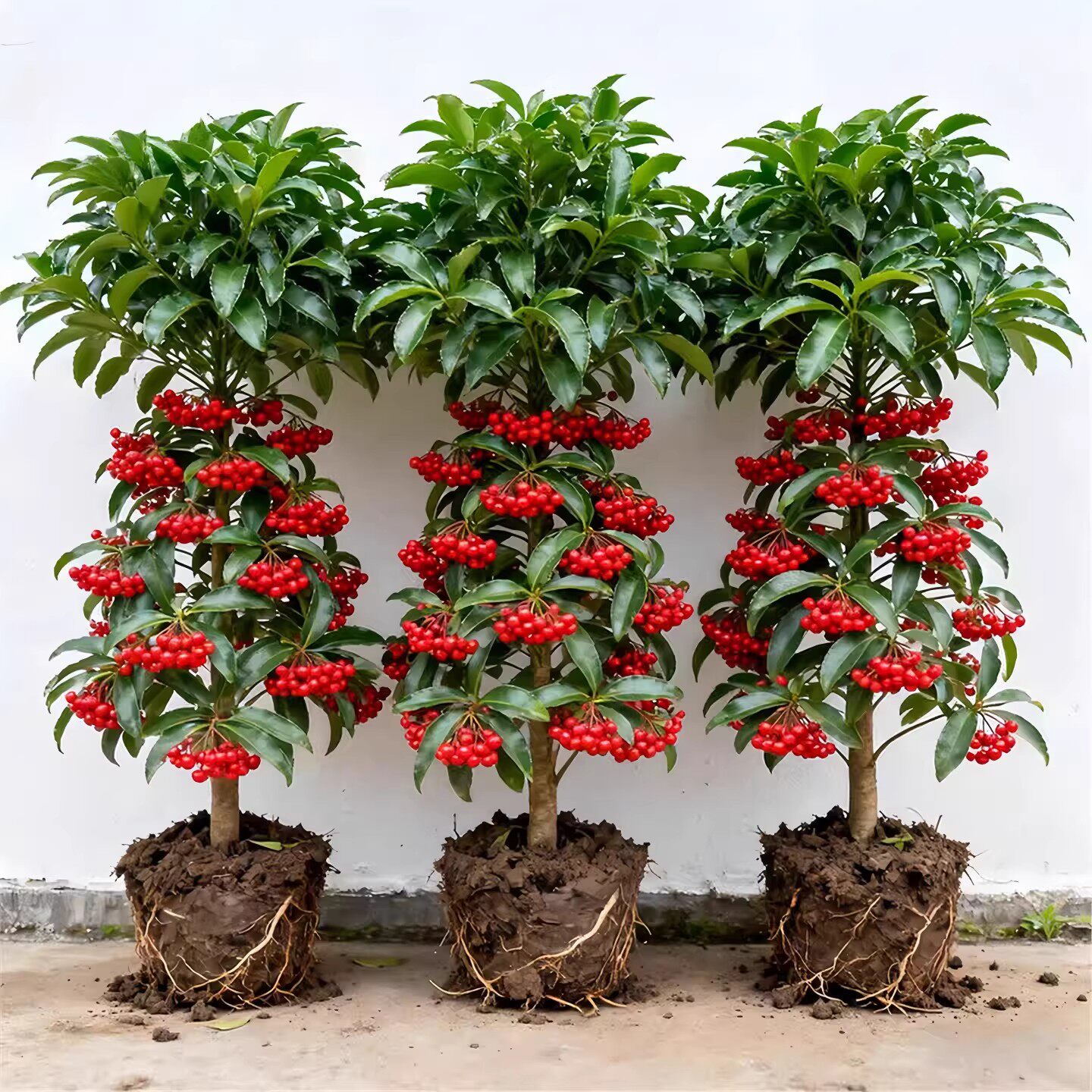 富贵子盆栽带果发货富贵籽花树苗金玉满堂耐寒冻好养植物年宵花卉