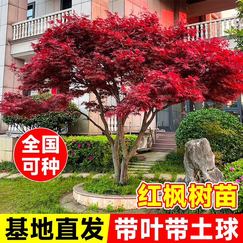 日本红枫树苗庭院别墅植物红舞姬老桩盆景室内外四季绿化盆栽植物
