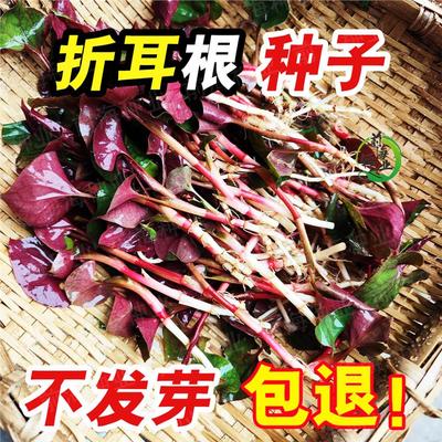 折耳根种子鱼腥草臭菜猪鼻