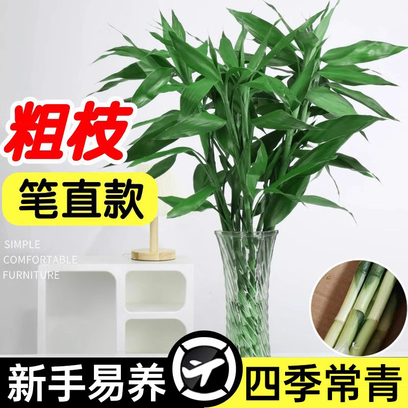富贵竹水培植物转运竹子带根水养室内客厅绿植盆栽观音竹易活好养,鲜花速递/花卉仿真/绿植园艺,绿植,淘宝优惠券,粉丝福利购,淘宝优惠卷