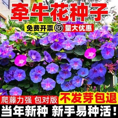 混色牵牛花种子喇叭室外爬