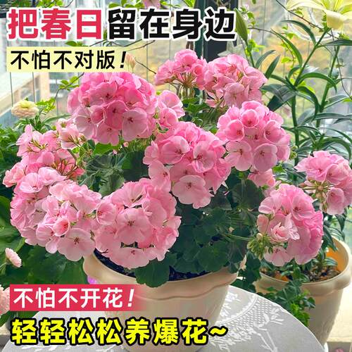 重瓣天竺葵盆栽花苗大花四季开花