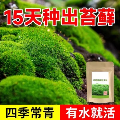 青苔藓微景观桌面假山上吸水石四季鲜活绿植专用造微室内盆栽青苔