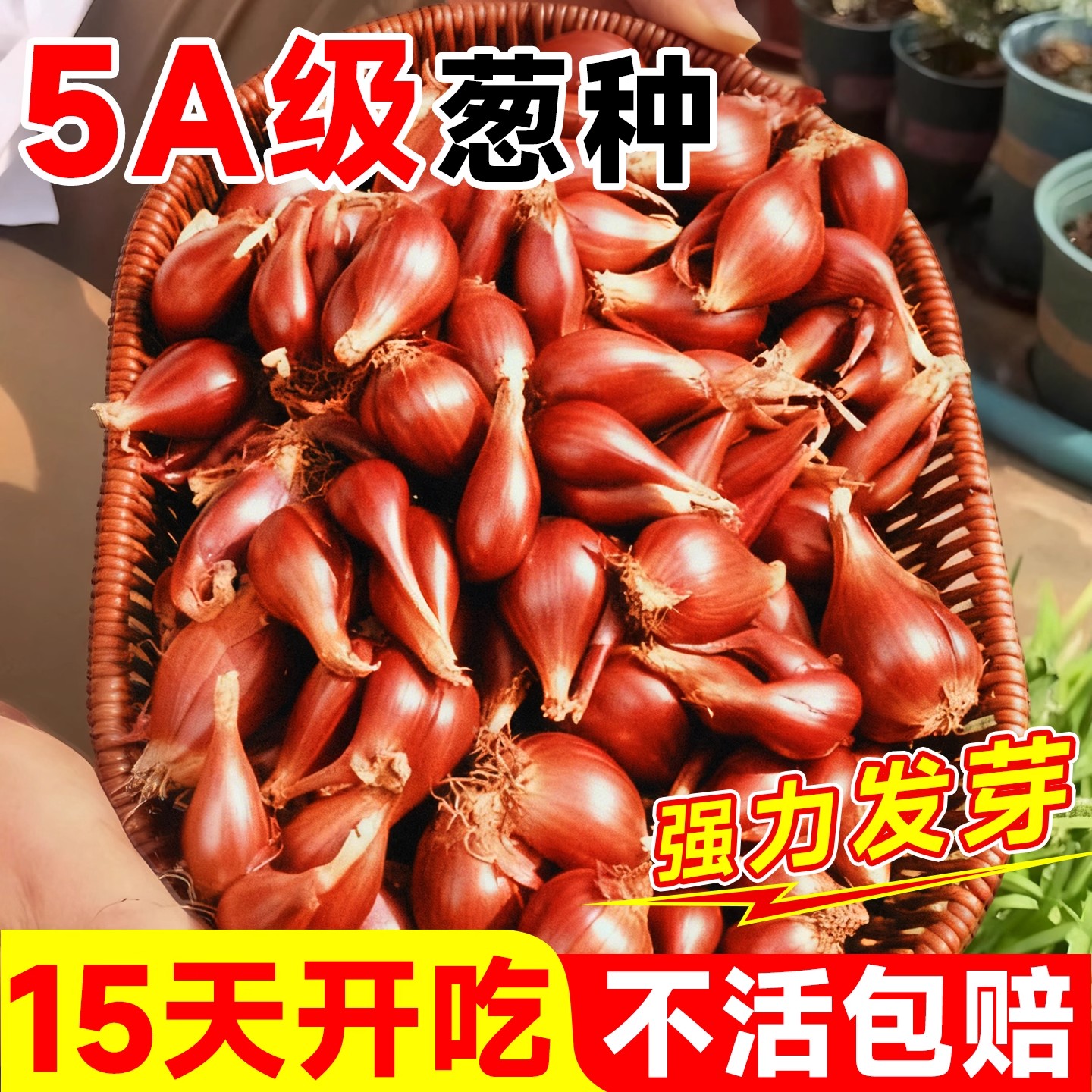 红葱头种四季小香葱种头正宗种子