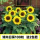 200 карликовых подсолнухов + 2 мешка удобрений в подарок (купи два, получи один в подарок)