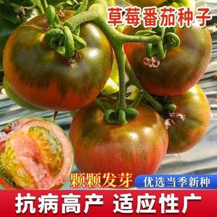 铁皮草莓水果番茄种子果绿肩绿腚西红柿种籽丹东柿子春秋瓜果种子