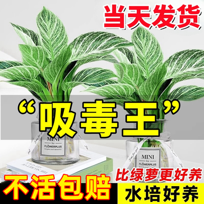 铂金钻水培植物室内好养大叶金钻