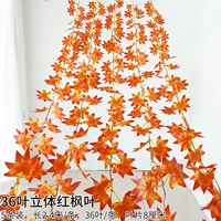 5 синий 36 листьев красный кленовый лист 5