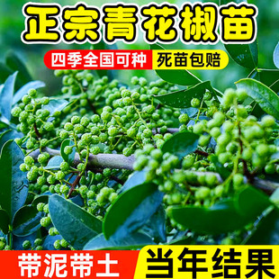 四川藤椒树苗青花椒苗无刺花椒树大红袍花椒苗盆栽地栽庭院种特辣