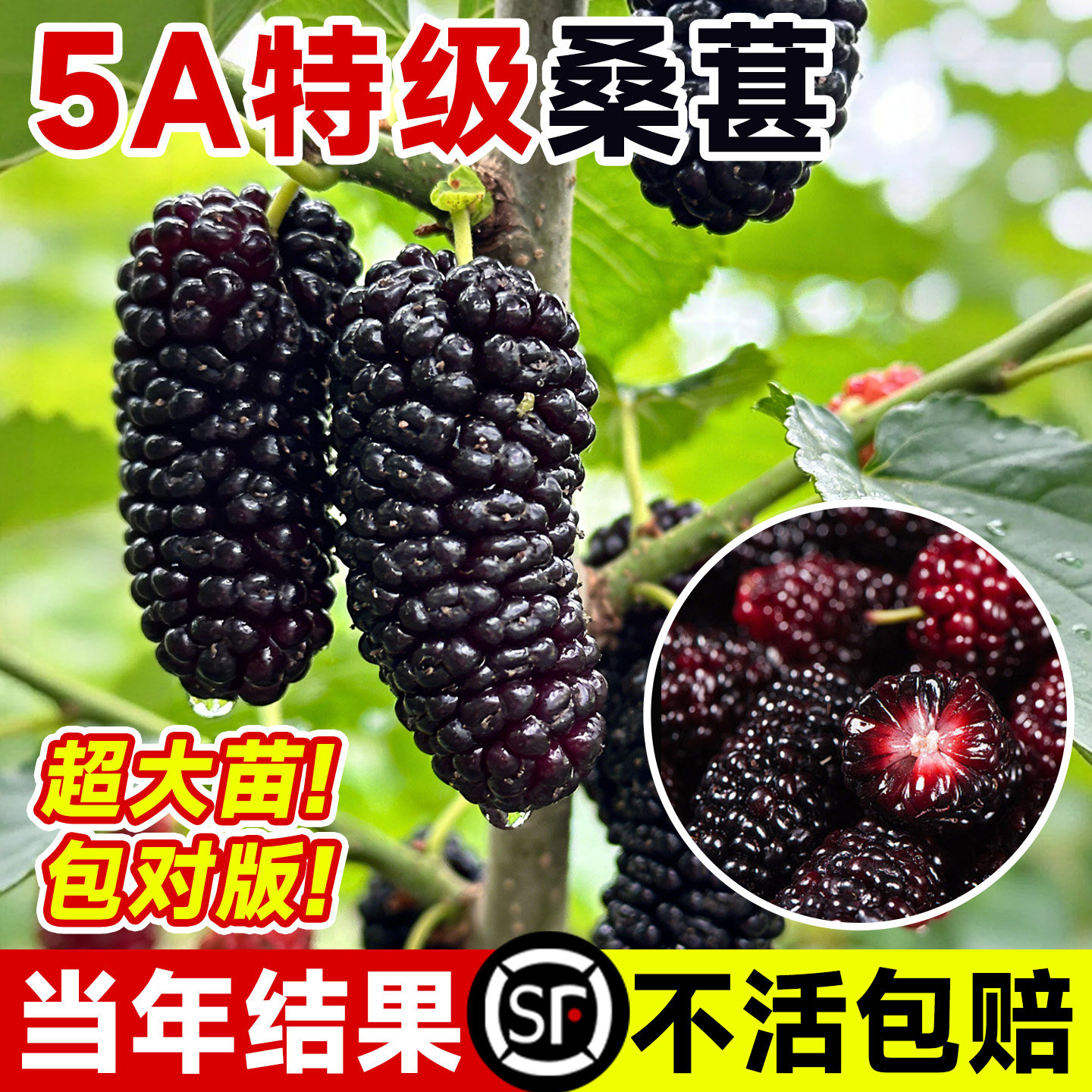 大长果桑葚树苗带果盆栽台湾白桑葚嫁接果树果苗南北方四季甜水果