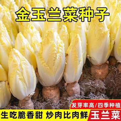 金玉兰菜种子一年四季多生
