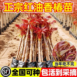 食用红油香椿苗地栽正宗矮化红椿树苗北方种植盆栽新鲜香椿芽种子