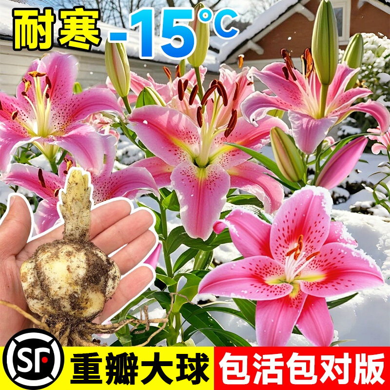 重瓣香水百合种球带花苞四季播种