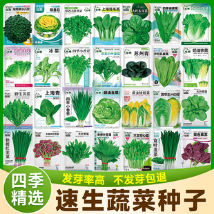 蔬菜种子大全菜籽四季青菜适合秋天种的菜萝卜瓜果生菜香菜籽种孑