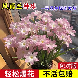风雨兰种球清香型室内外容易开花单瓣庭院阳台盆栽花卉植物好养活