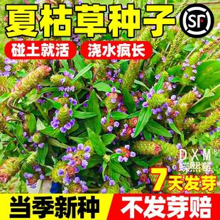 夏枯草种子麦穗花草夏谷草夏古草夏菇草夏谷球一年生花草种籽植物