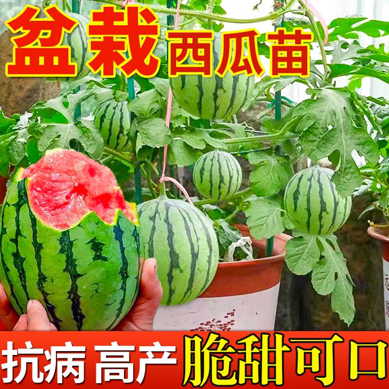 2k早春红玉小西瓜苗秧阳台盆栽手剥种籽苗南方四季秧苗种菜迷你瓜