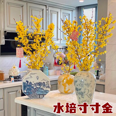 寸寸金水培植物室内好养年宵花