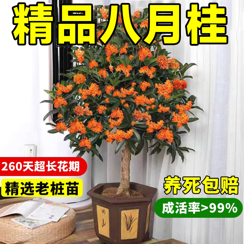 八月桂花树苗大树盆栽四季桂花卉阳台庭院室内开花金桂浓香老桩绿