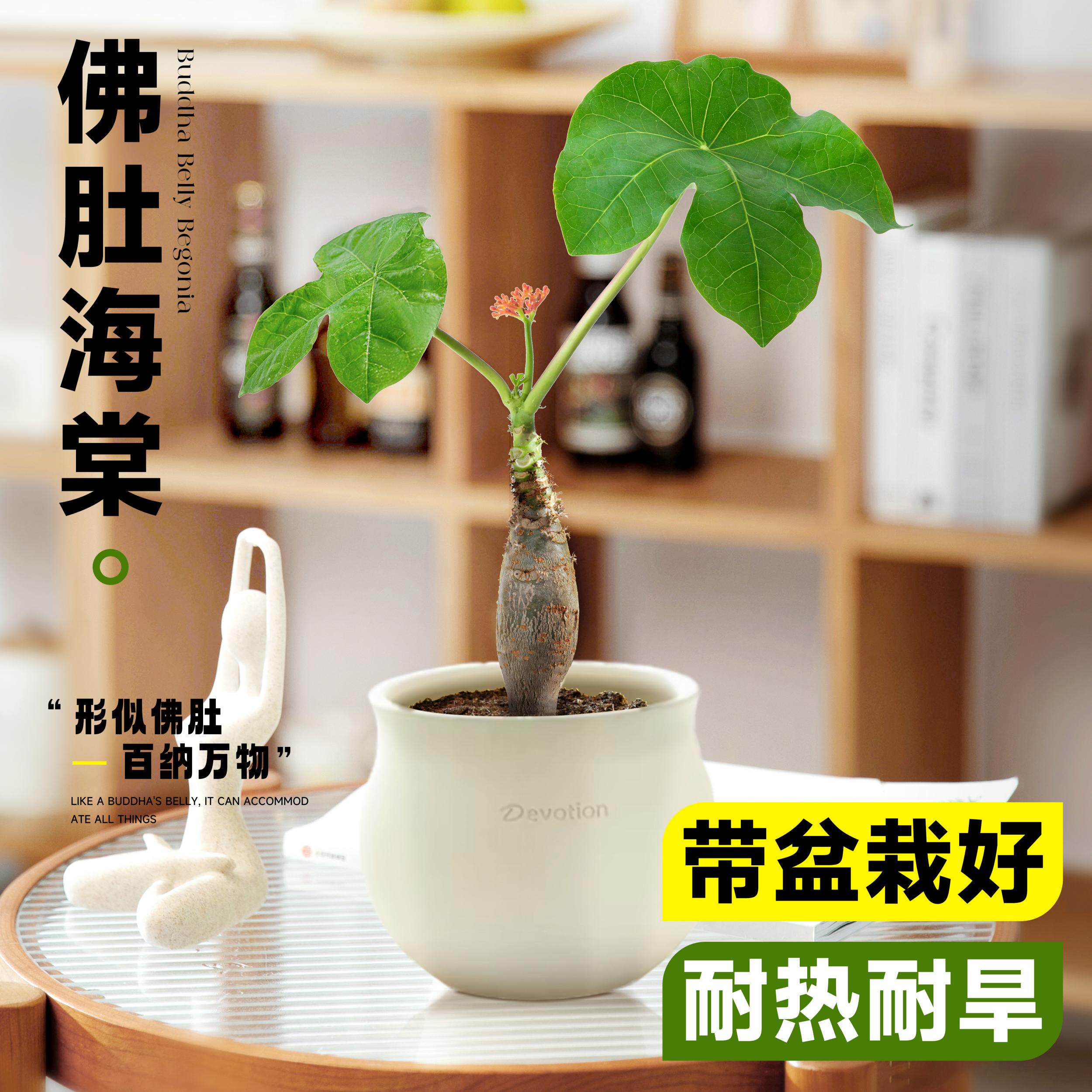 四季佛肚海棠盆栽老桩沙漠玫瑰盆景室内花卉绿植耐热耐旱观叶植物