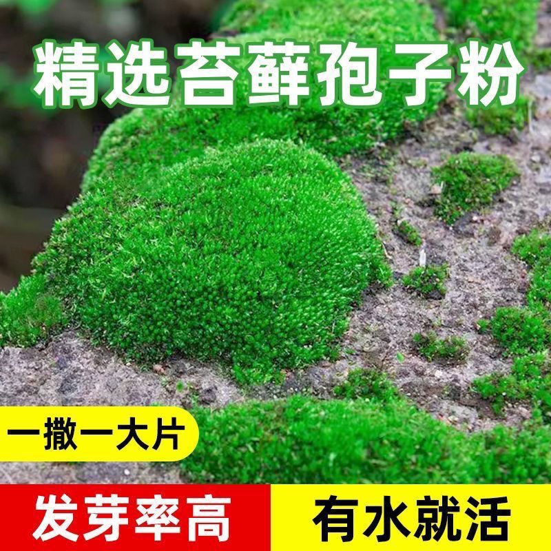 苔藓孢子粉四季鲜活青绿植