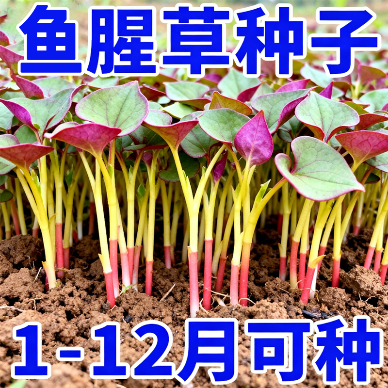 野生鱼腥草种子种苗四川正宗新鲜