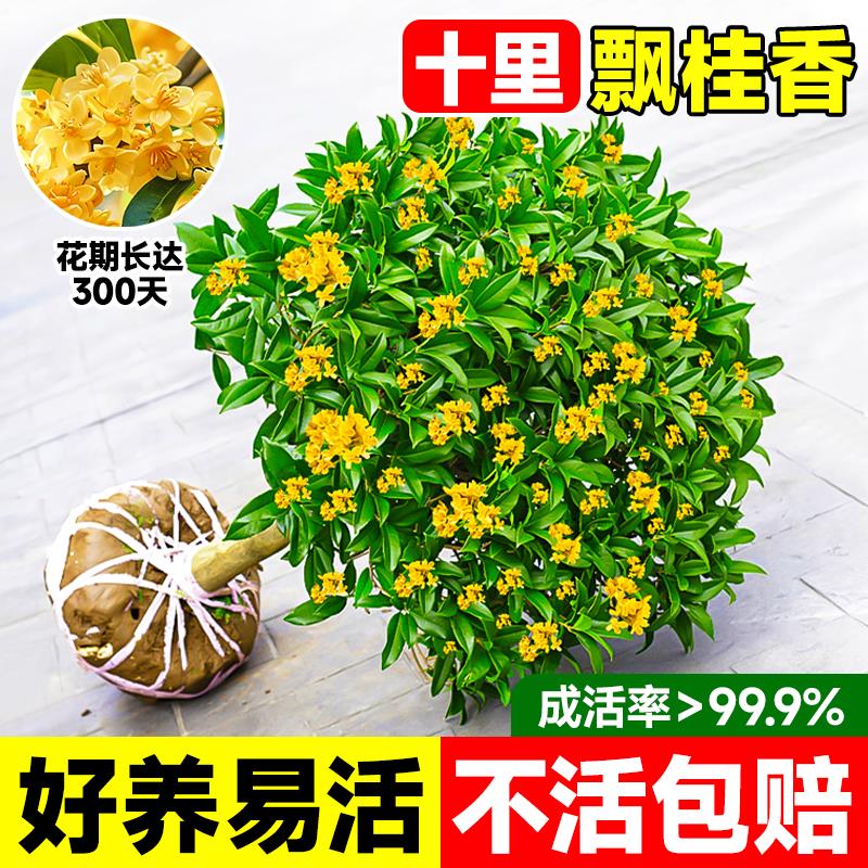 八月桂花树苗大树盆栽室内花卉植物金桂丹桂庭院浓香型四季桂绿植