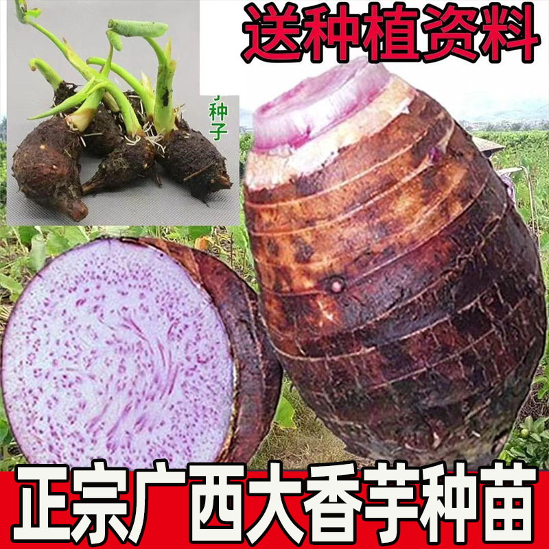 正宗广西荔浦芋头种植苗新