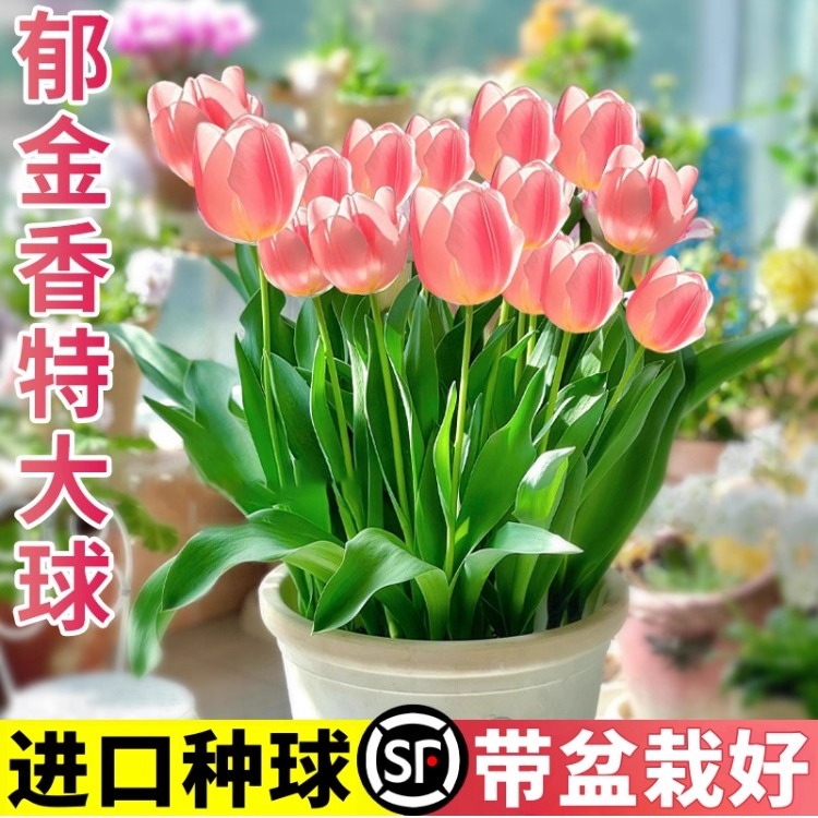 郁金香种球地栽盆栽带花苞