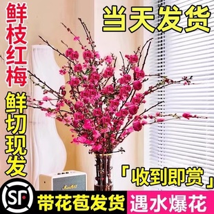 桃花鲜枝带花苞红梅干枝水培鲜花卉雪柳室内植物客厅水养冬季开花