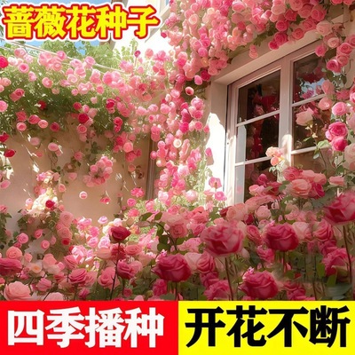 四季播蔷薇花种子花籽爬藤月季玫