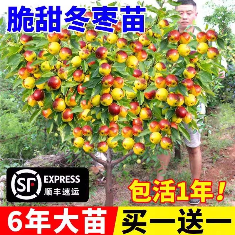 枣树活苗大枣带土球南北方沾化冬枣大树庭院矮化嫁接苗超甜特大号