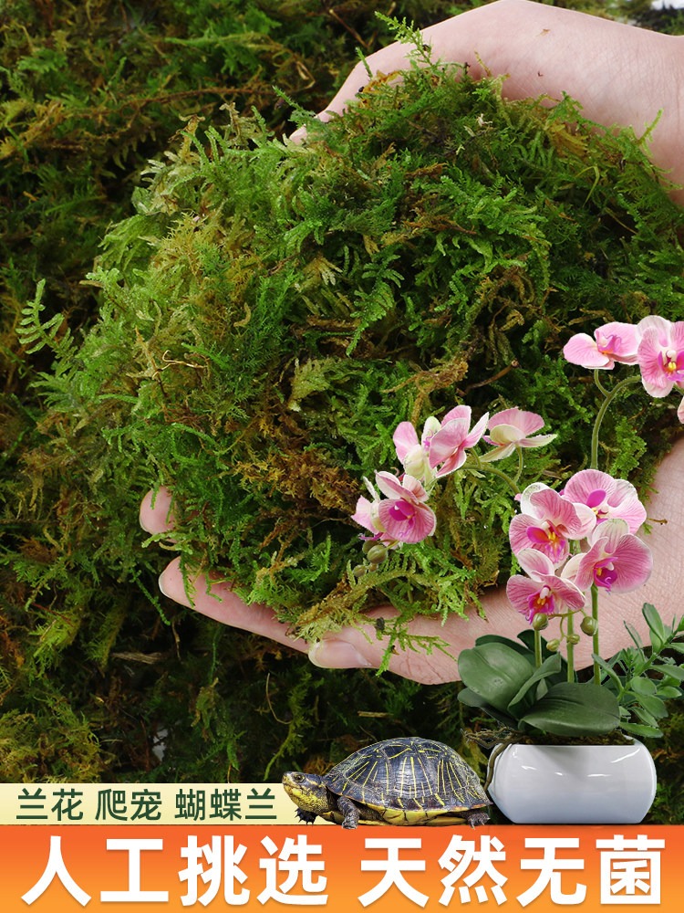 天然干苔藓水苔蝴蝶兰专用爬宠乌龟冬眠草青苔兰花石斛种植营养土