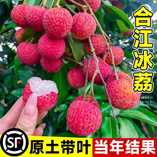 合江冰荔枝苗树新品种仙桃妃子笑桂味果树盆栽地载南北方当年结果