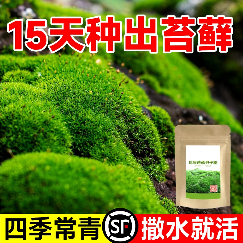 苔藓孢子粉种短绒吸水石青