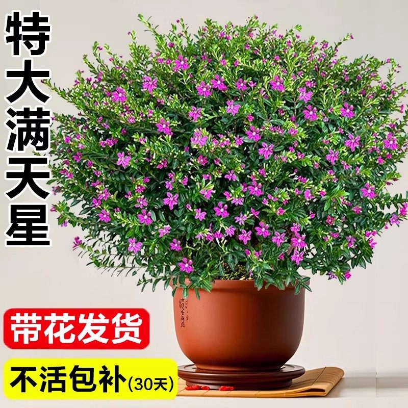 满天星盆栽鲜花好养易活多季开花带花苞发货观花植物阳台花卉花苗,鲜花速递/花卉仿真/绿植园艺,时令草本花卉,淘宝优惠券,粉丝福利购,淘宝优惠卷