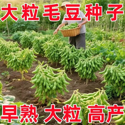 早熟高产大粒毛豆种子软糯清香
