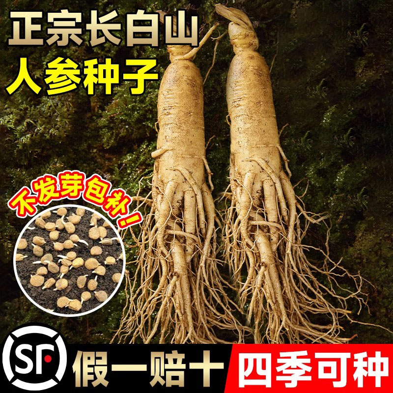 长白山人参种子四季种植中草药材