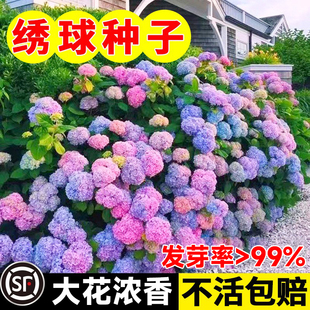 绣球花种子绣球花种籽子易活播种开花多年生花籽种植庭院易活室外