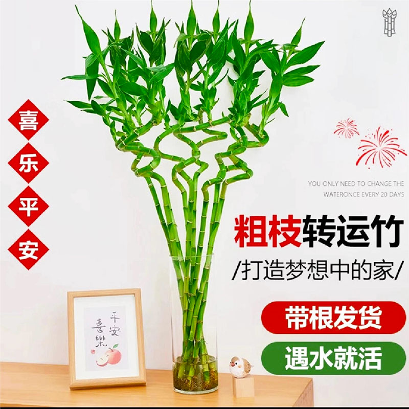 转运竹带根富贵竹水培植物弯竹开